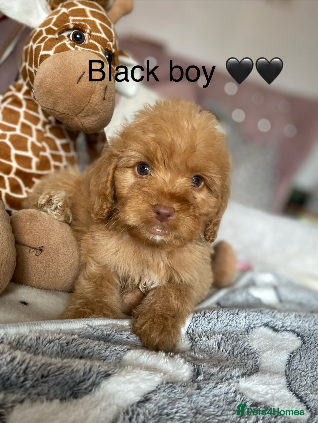 Cockapoo dogs for sale: Cockapoo puppies 💜 - Advert 11