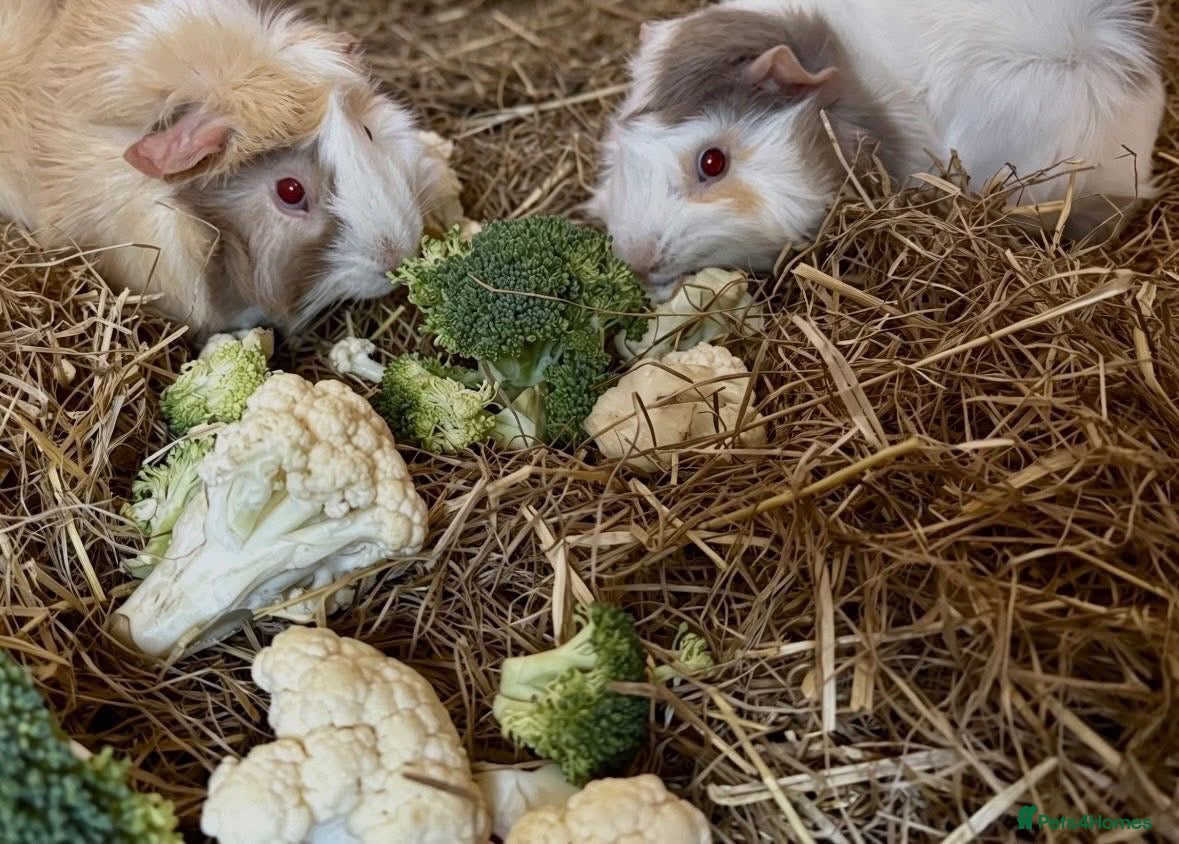 Guinea Pig rodents Mocha & Cappuccino - Advert 1