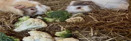 Guinea Pig rodents for sale: Mocha & Cappuccino in Lincoln - Advert 1
