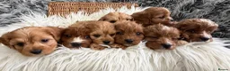 Cavapoo dogs for sale: EXCEPTIONAL EXTENSIVELY HEALTH TESTED CAVAPOOS  - Advert 8