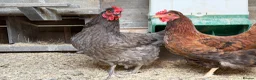 Chickens poultry for sale: Green Olive Egger Hen - Advert 3