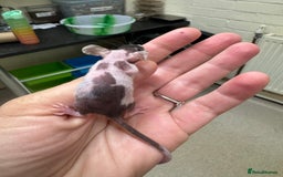 Mouse rodents for sale: Naked mice for sale  - Image 4