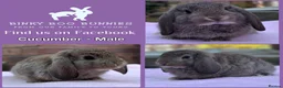 Mini Lop rabbits for sale: Mini Lop Babies - Reserve now - collect from 28/06 - Advert 5