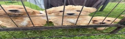 Westiepoo dogs for sale: Toy WESTIE-POO Puppies (West Highland x Toy Poodle - Advert 4