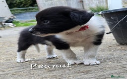 Border Collie dogs for sale:  Any farmers looking for working dogs? - Image 33
