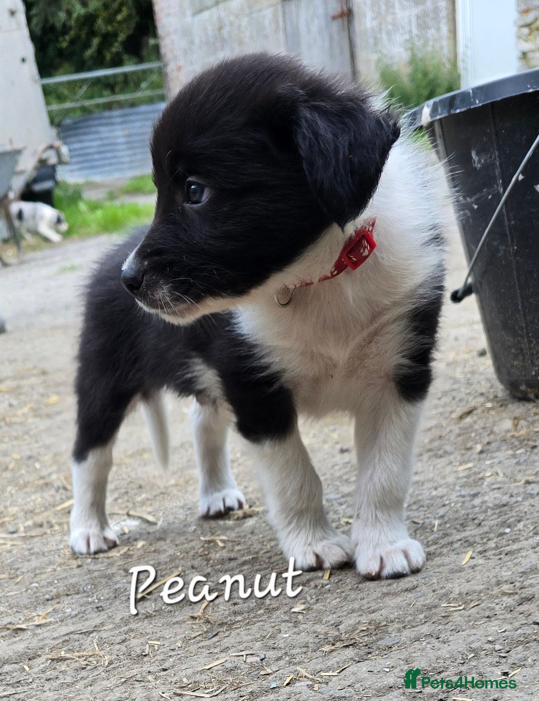 Border Collie dogs for sale:  Any farmers looking for working dogs? - Image 33