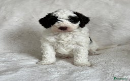 Goldendoodle dogs for sale: Beautiful litter of Goldendoodles  - Image 10