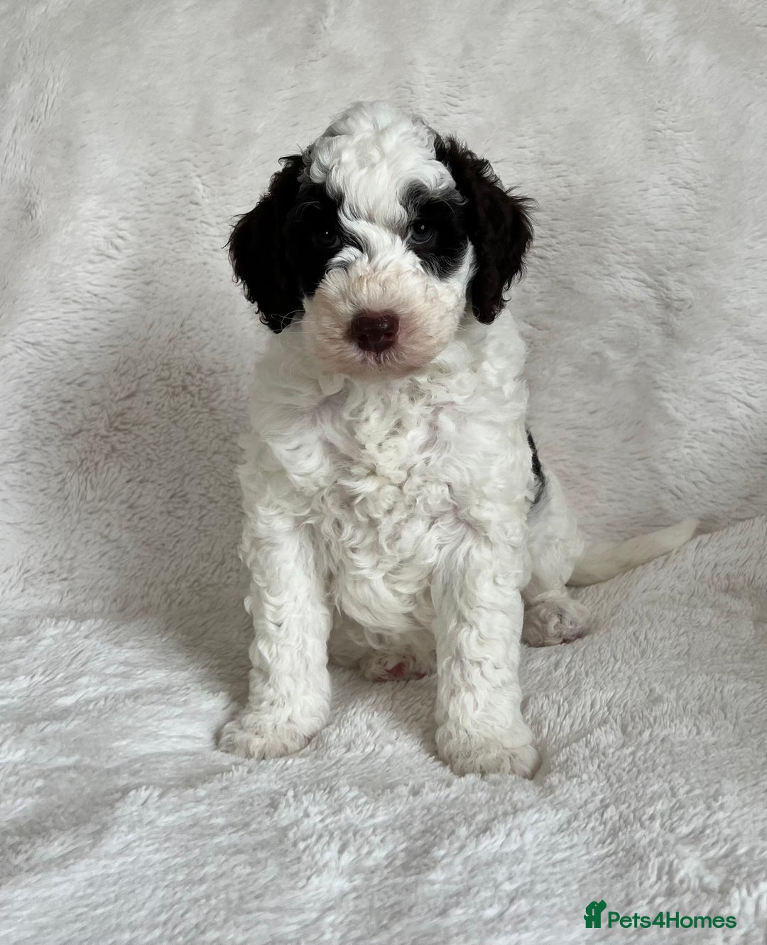 Goldendoodle dogs for sale: Beautiful litter of Goldendoodles  - Image 10