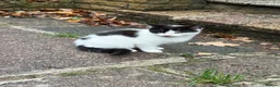Mixed Breed cats for sale: Black and white kitten in Edgware - Advert 6