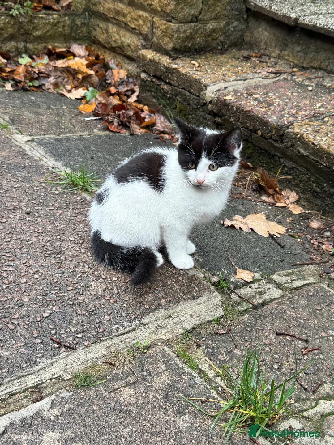 Mixed Breed cats for sale: Black and white kitten in Edgware - Advert 6