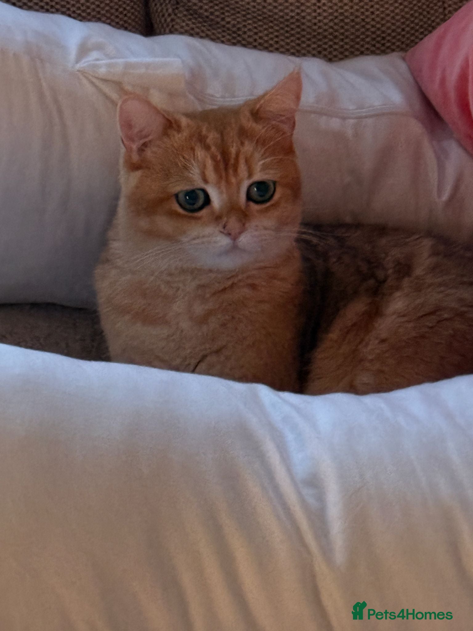 British Shorthair cats for sale: 2 boys Golden BSH for rehoming  - Advert 5
