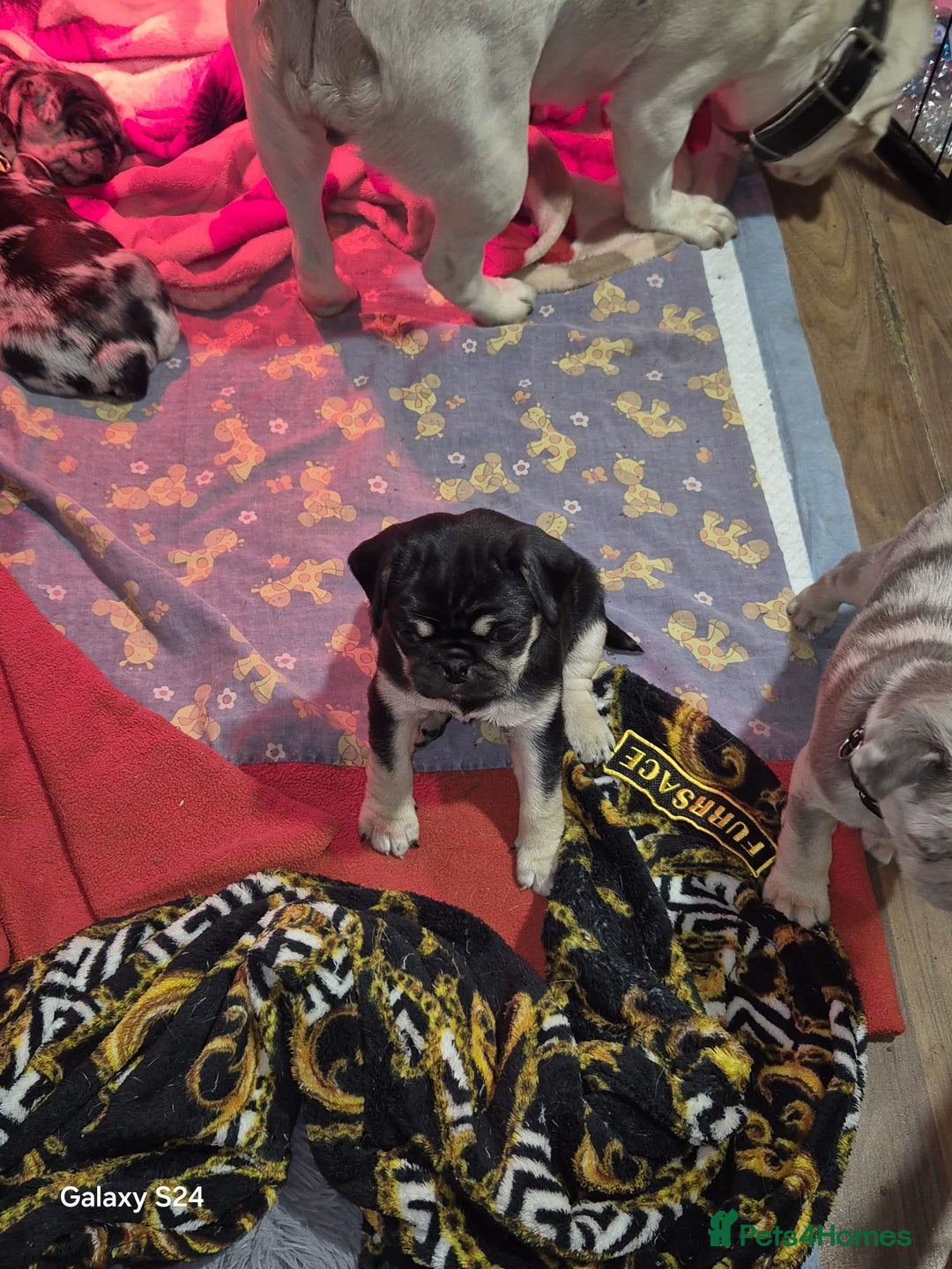 Pug dogs for sale: KC reg Pug puppies  - Advert 31