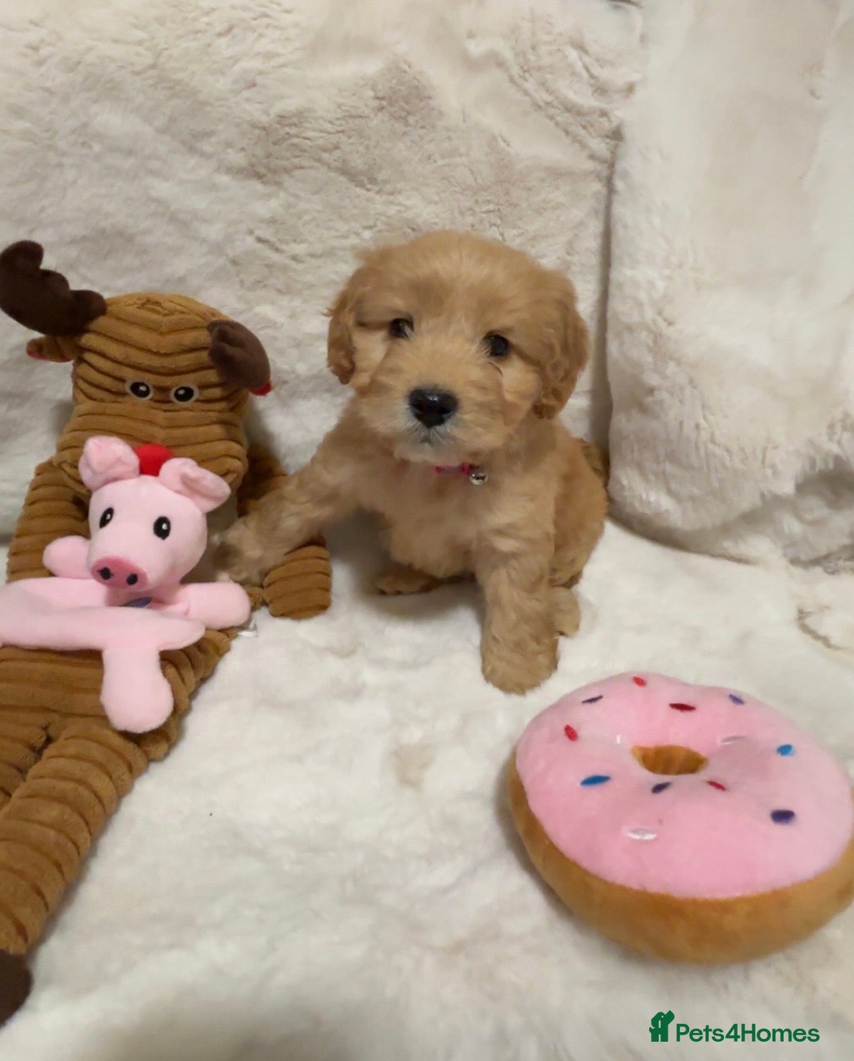 Cockapoo dogs Golden F1 cockpoo puppies  - Advert 1