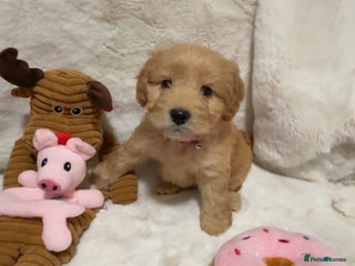 Cockapoo dogs Golden F1 cockpoo puppies - Advert 4