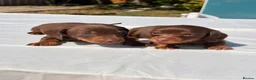 Miniature Dachshund dogs for sale: Beautiful mini dachshund  in Tilbury - Advert 20