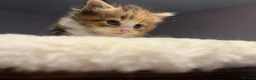 Mixed Breed cats for sale: Beautiful longhair kittens for sale  - Advert 14