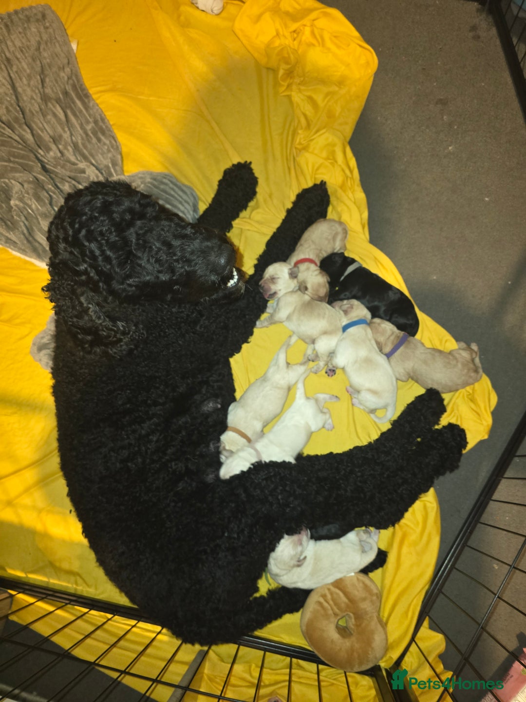 Goldendoodle dogs for sale: Labradoodles puppies - Advert 10