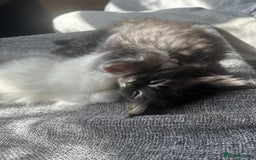 British Longhair cats for sale: British Longhair kittens Two  - Image 1