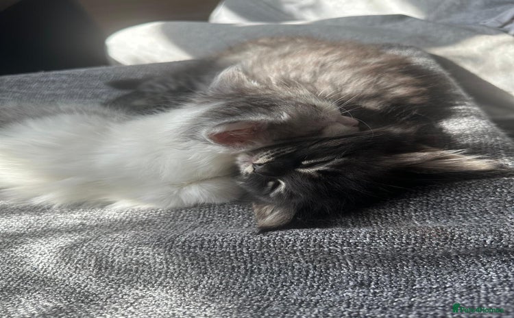 British Longhair cats - Advert 1