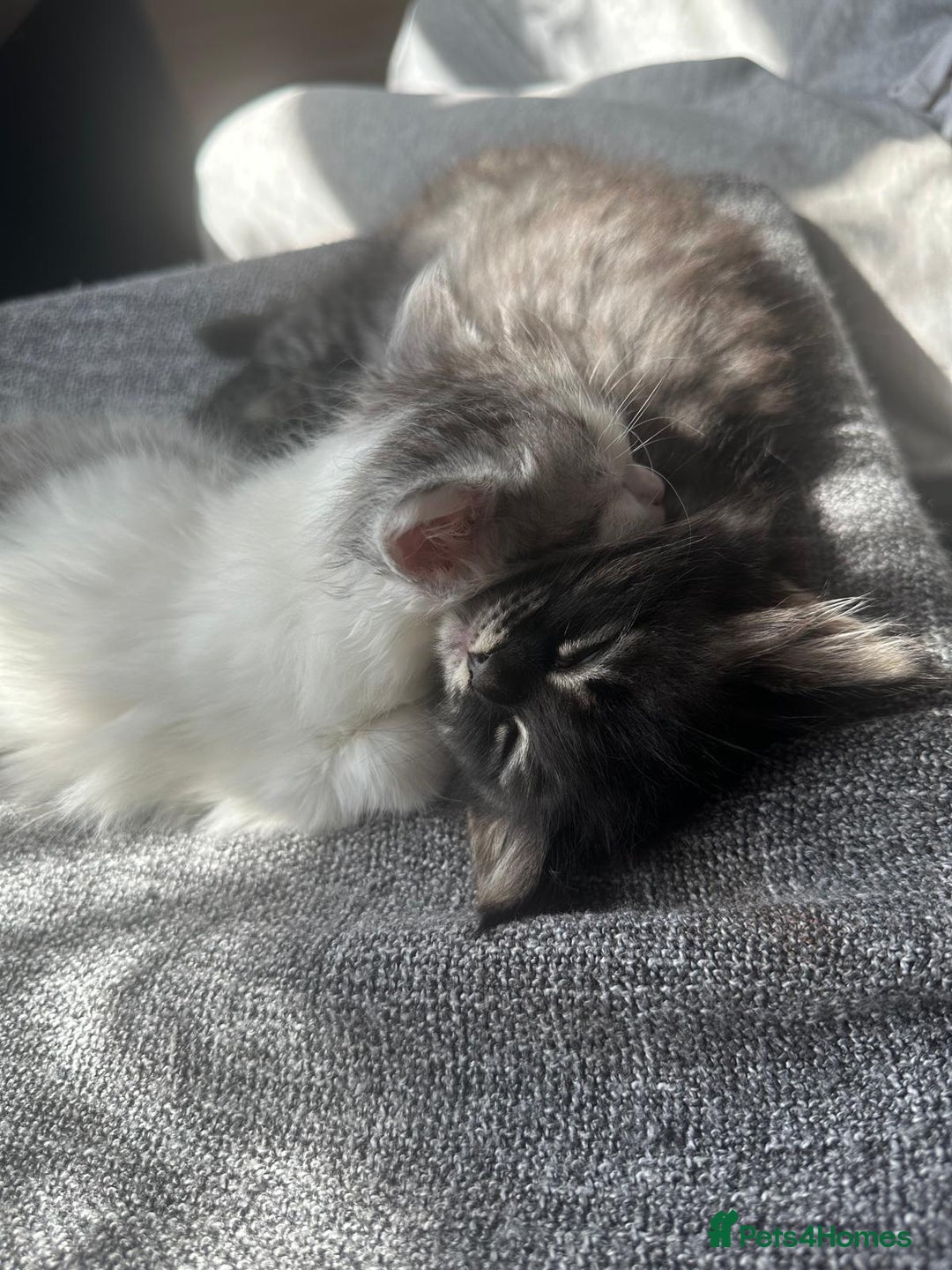 British Longhair cats for sale: British Longhair kittens Two  - Image 1