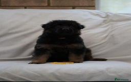 German Shepherd dogs for sale: German Shepherd Puppies - Image 30