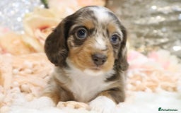 Miniature Dachshund dogs for sale: KC Miniature Dachshund Puppies - Advert 17