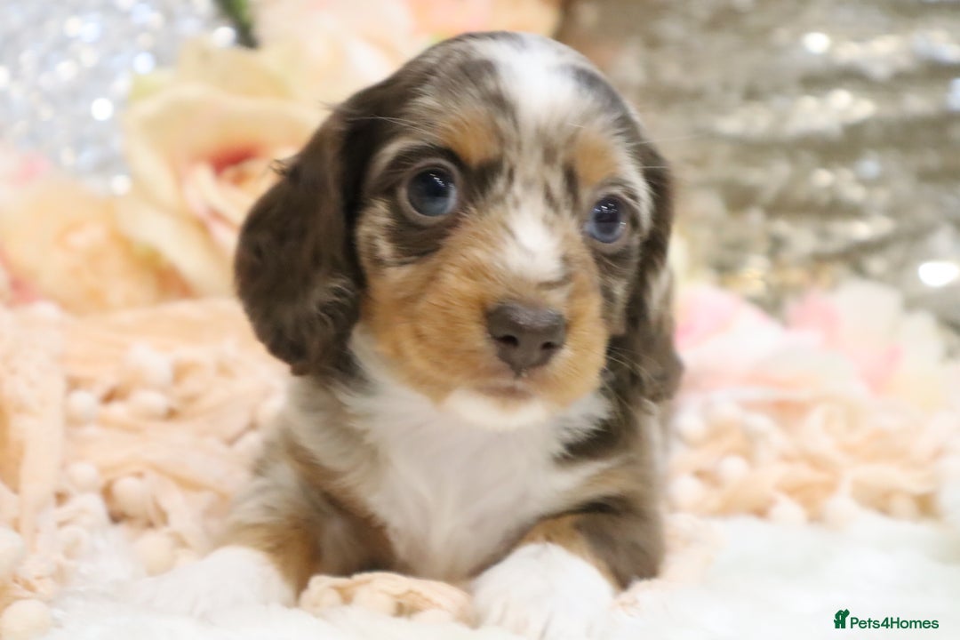 Miniature Dachshund dogs for sale: KC Miniature Dachshund Puppies - Advert 17