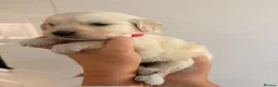 Golden Retriever dogs for sale: Beautiful golden retriever puppies - Advert 25