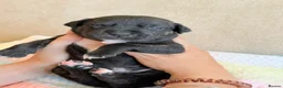 Staffordshire Bull Terrier dogs for sale: Gorgeous staffordshire bull terrier puppies - Advert 27