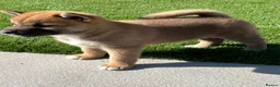 Japanese Shiba Inu dogs for sale: Beautiful Japanese shiba pups.  - Advert 13