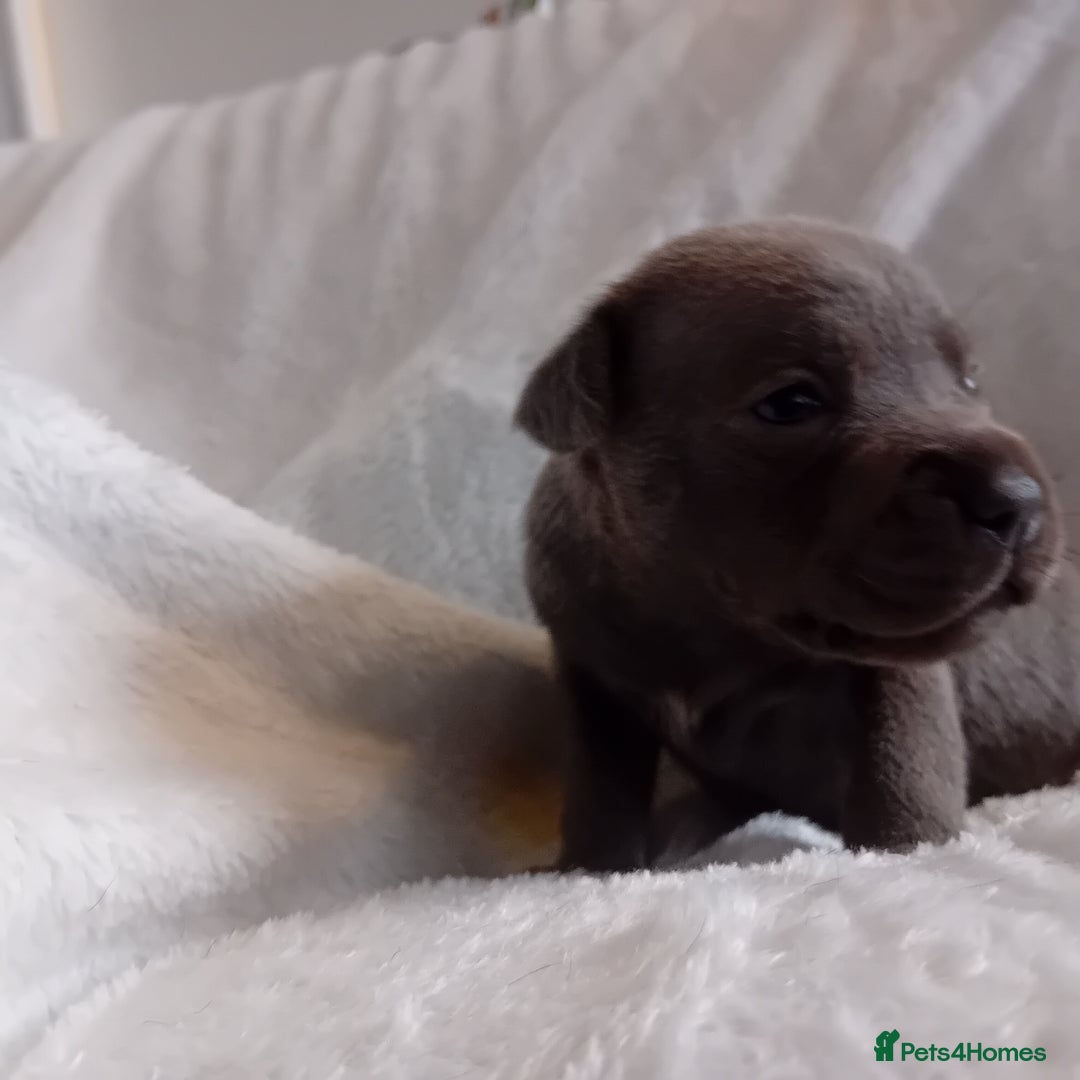 Staffordshire Bull Terrier dogs for sale: Staffordshire bull terrier pups  - Advert 19