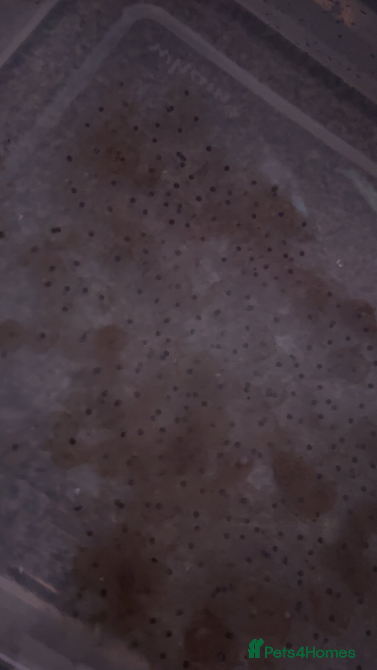 Axolotl reptiles Axolotl eggs  - Advert 2