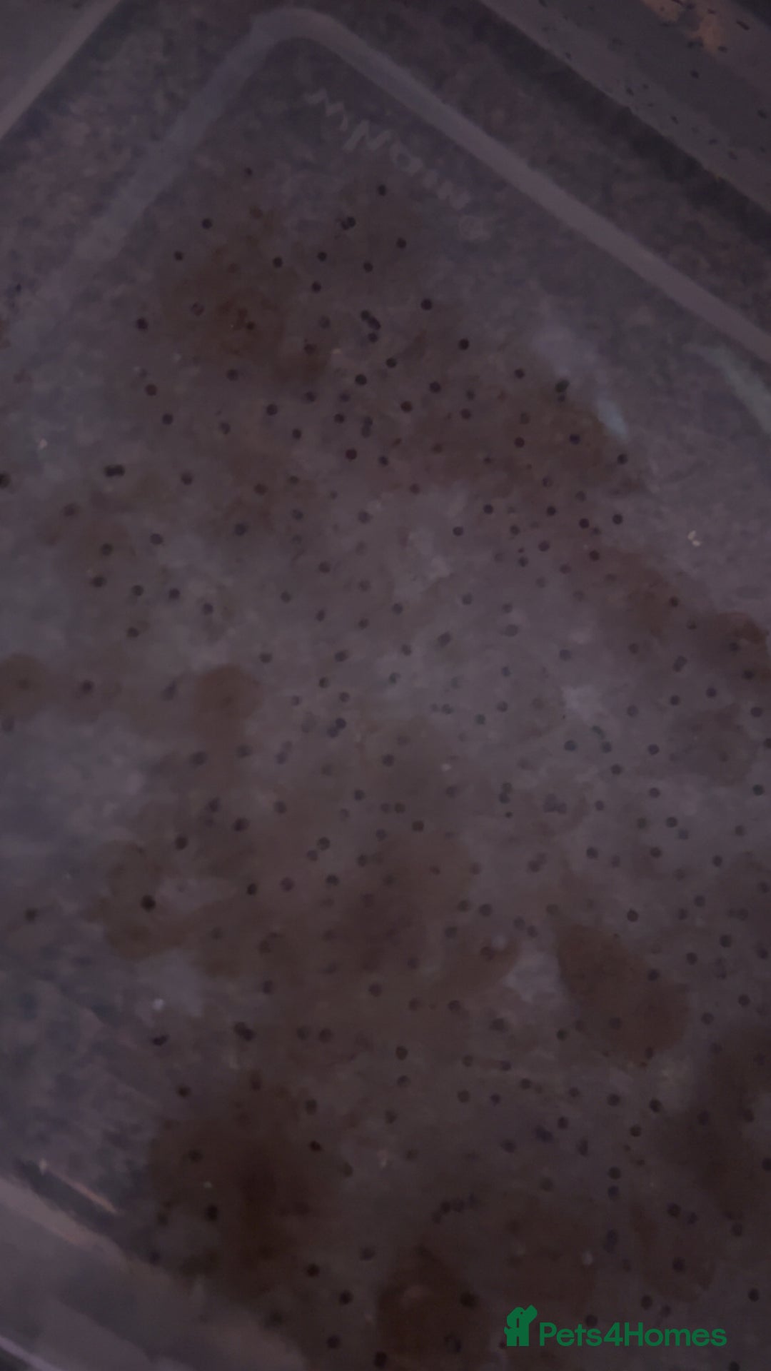 Axolotl reptiles for sale: Axolotl eggs  - Advert 1