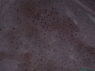 Axolotl reptiles Axolotl eggs - Advert 1