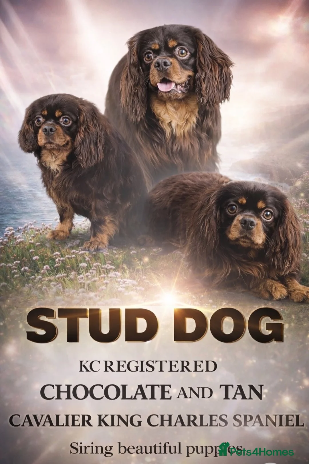 Cavalier King Charles Spaniel dogs for stud:  🍫kC Chocolate Cavalier King Charles 🍫  - Advert 8