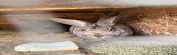 Californian rabbits for sale: Rabbits for you  - Advert 11