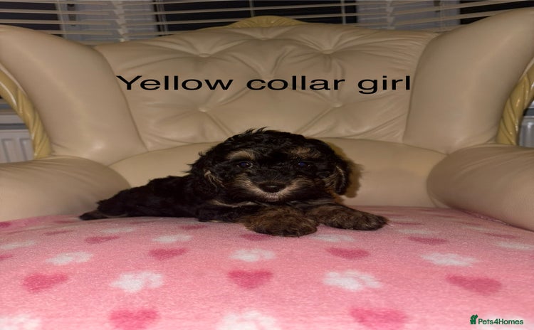 Cavapoo dogs Beautiful Cavapoo F1BB Puppies - Advert 7