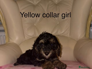 Cavapoo dogs Beautiful Cavapoo F1BB Puppies - Advert 8