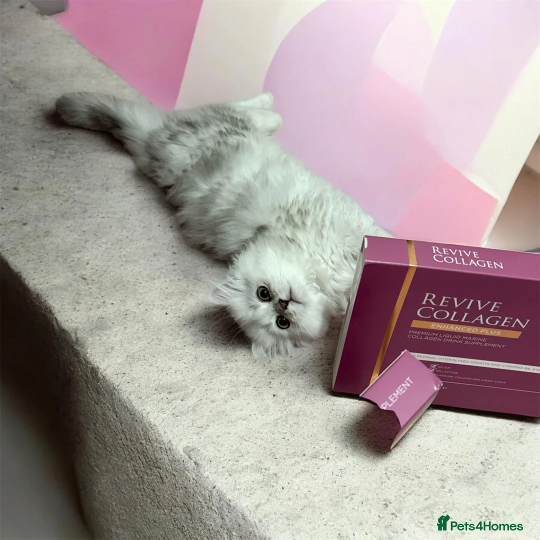 British Shorthair cats for sale: Persian Kittens-Only 1 Left!! - Advert 2