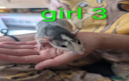 Rat rodents for sale: Adorable dumbo babies  - Image 12