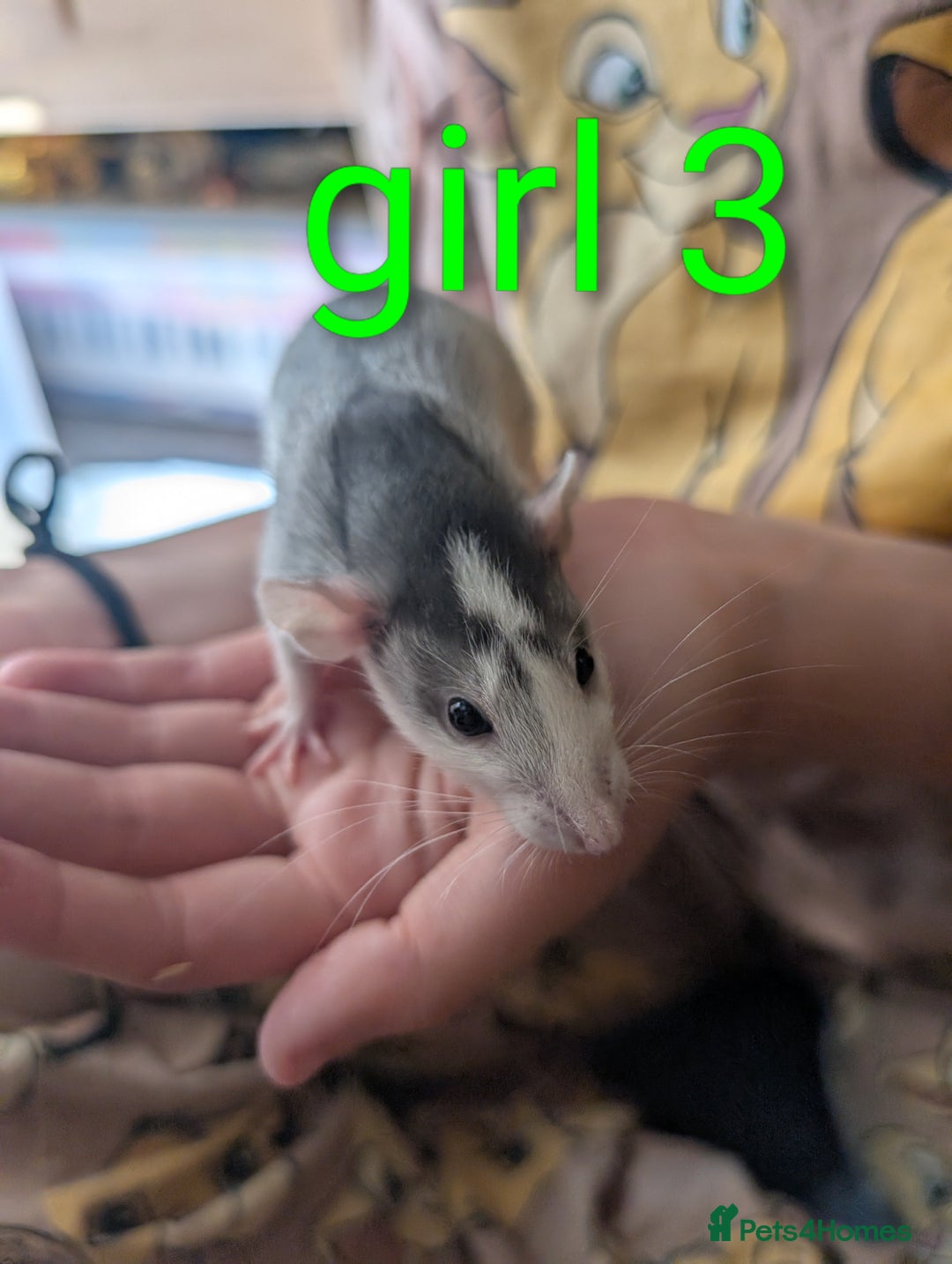 Rat rodents for sale: Adorable dumbo babies  - Image 12