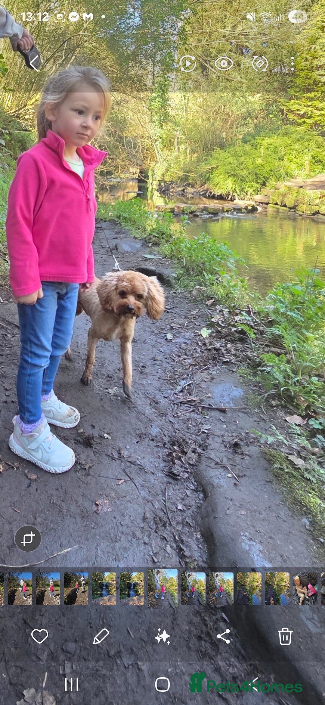 Cavapoo dogs for sale: Energetic Teddy  - Advert 3