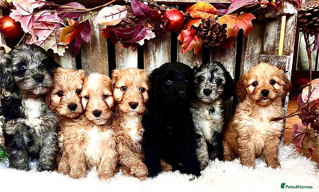 Cockapoo dogs for sale: Quality Cockapoo Puppies Blue Merle / Golden  - Advert 5