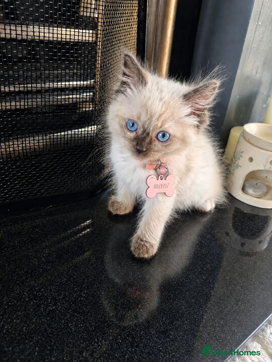 Birman cats for sale: Birman Kittens  in Wolverhampton - Advert 2