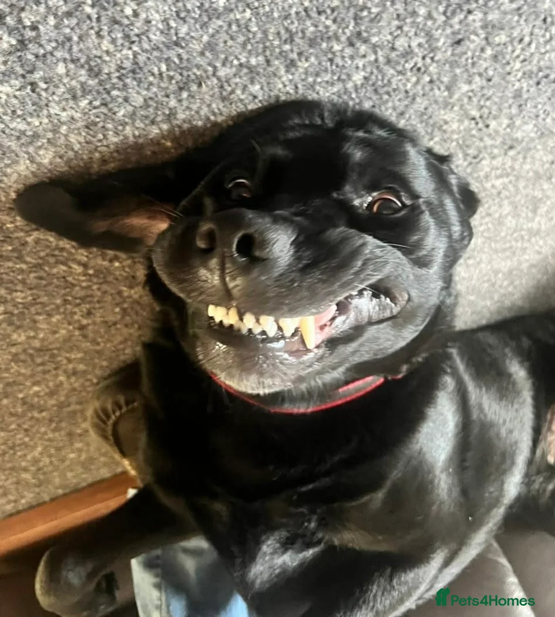 Labrador Retriever dogs for adoption: Ludo needs a loving home  - Advert 4