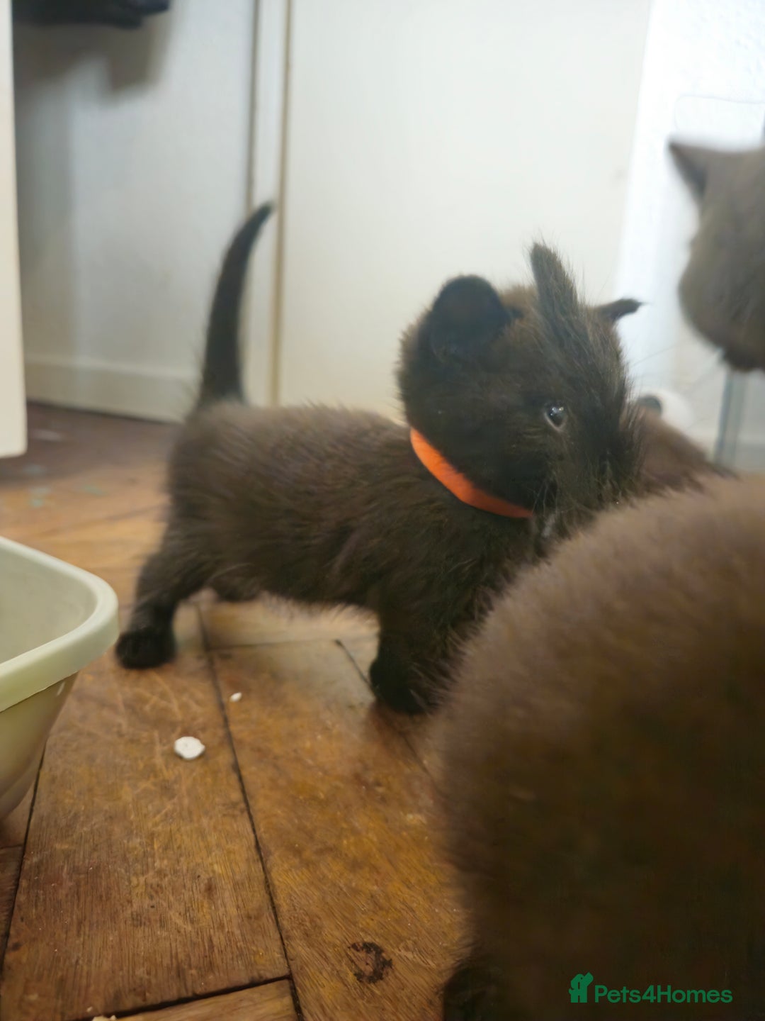 British Shorthair cats for sale: Champion Black British Shorthairs - Image 8