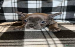 French Bulldog dogs for sale: Beautiful French bull dog puppies  - Advert 10