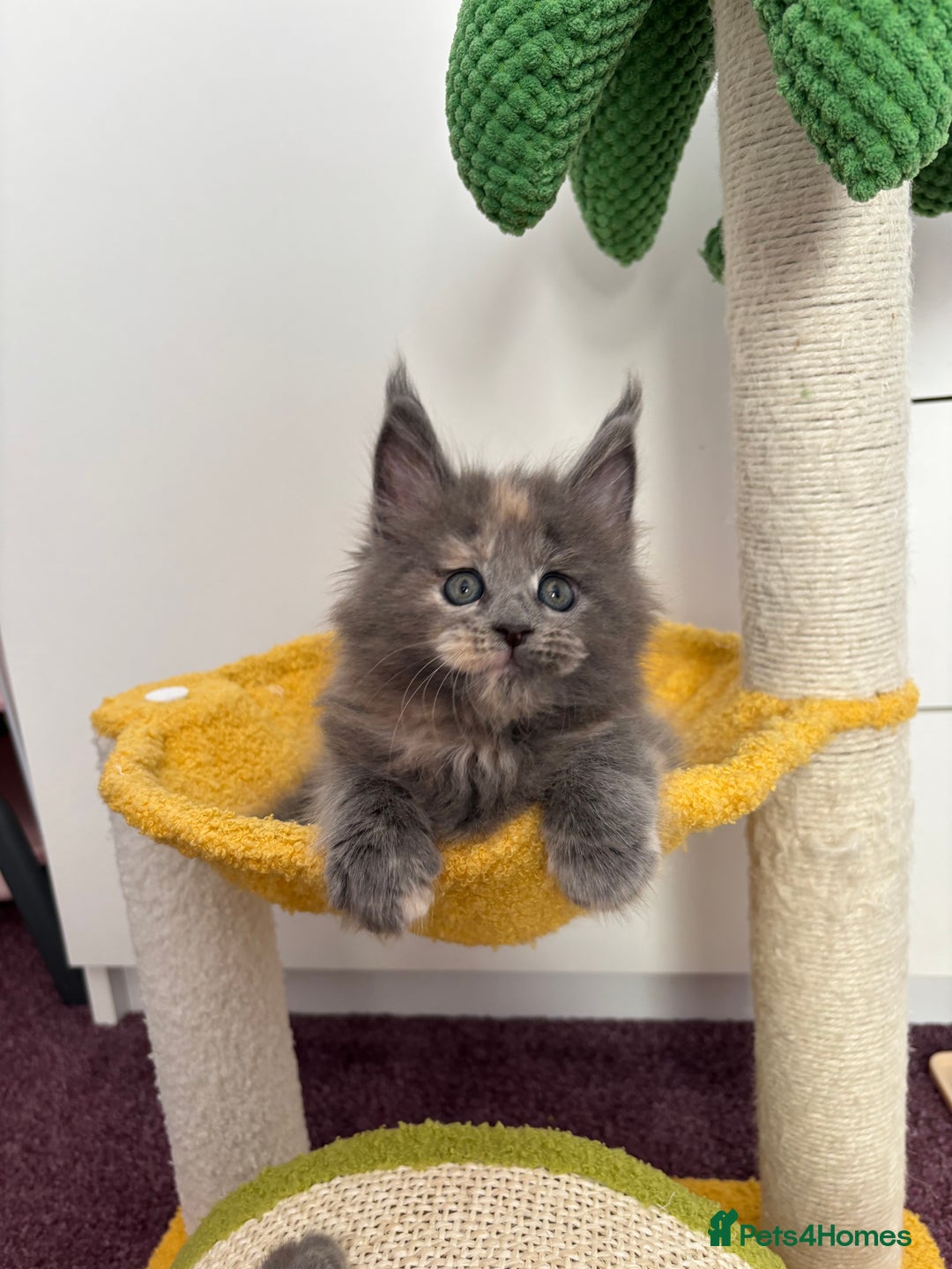 Maine Coon cats for sale: ✨7 Pure Bred Maine Coon Kittens✨ - Image 5