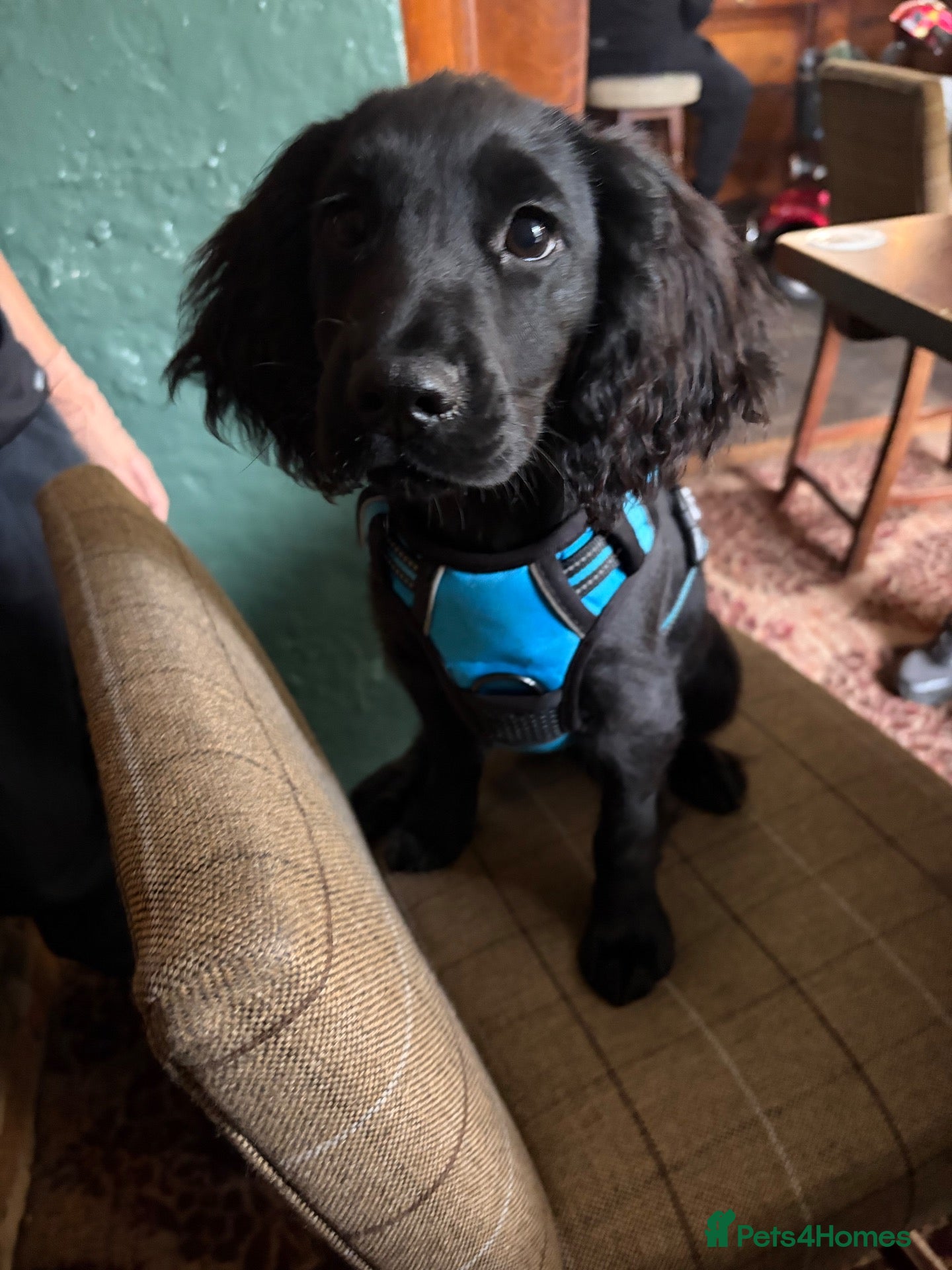 Cocker Spaniel dogs Stunning KC working cocker spaniel - Advert 6