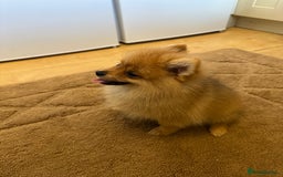 Pomeranian dogs for sale: ✨KC ready now last 3 girls  Pomeranian puppies in Wolverhampton - Image 3